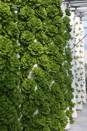 [Productive Hobbies] Vertical Gardening: Take It to New Heights (Part 2) | Productive Muslim